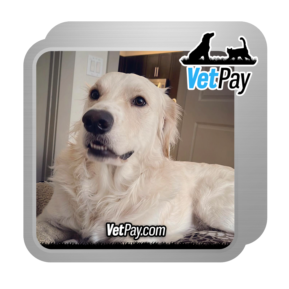 VetPay